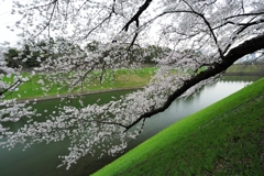 千鳥ヶ淵の桜2013　（１４）