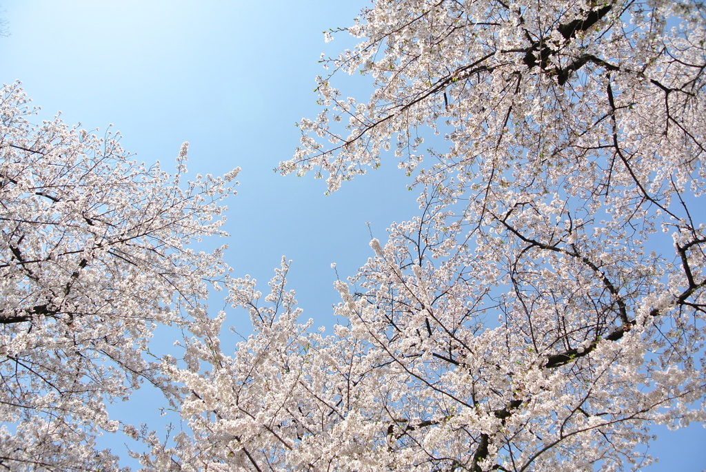 晴れときどき桜