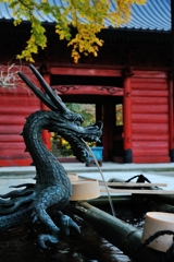 Portrait of The Dragon
