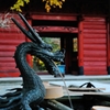 Portrait of The Dragon