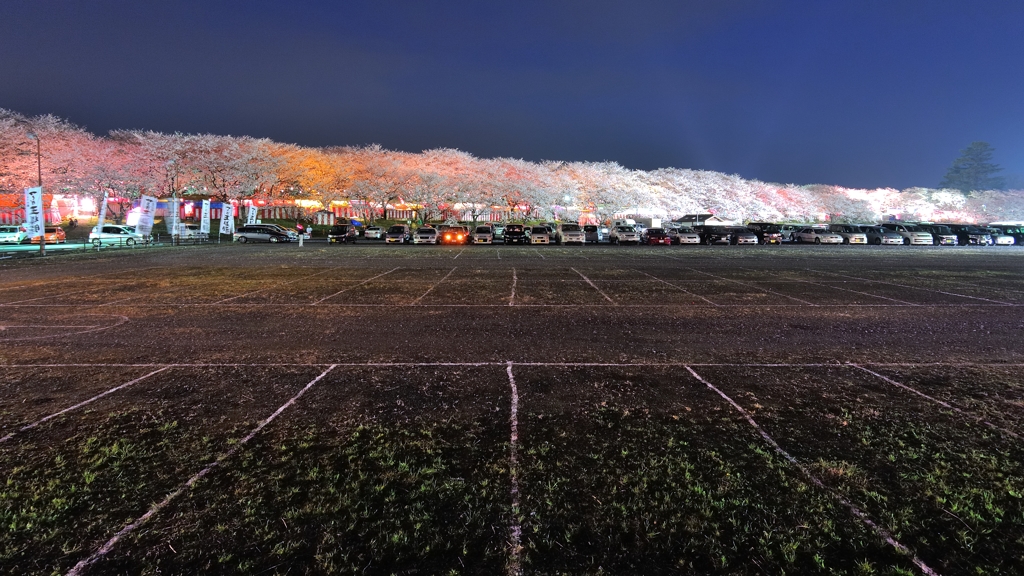 権現堂桜堤2013　桜の山