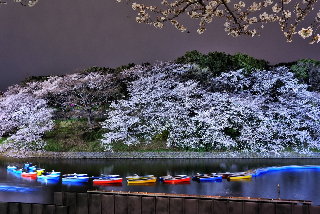 千鳥ヶ淵の夜桜　２