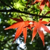 夏紅葉
