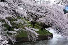 千鳥ヶ淵の桜2013　（２）