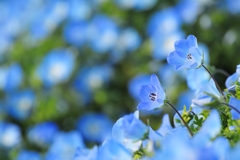 Nemophila's dream