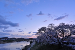 Sakura Blue-moment