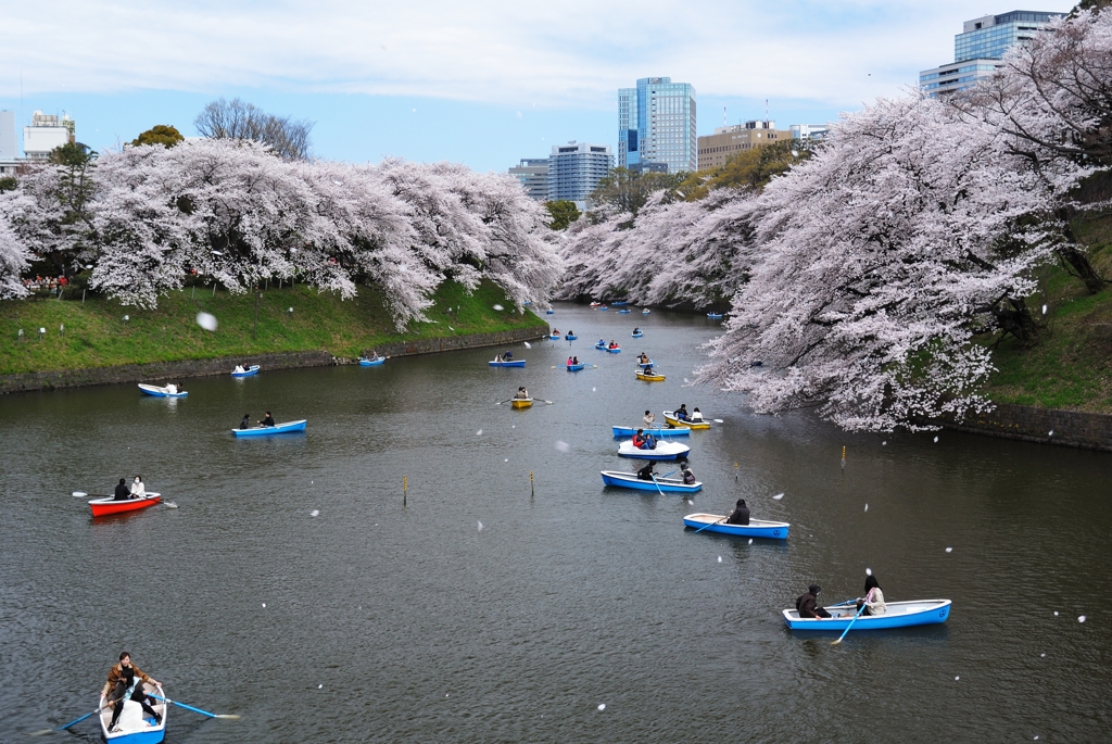 千鳥ヶ淵の桜2013　（３）　桜舞う