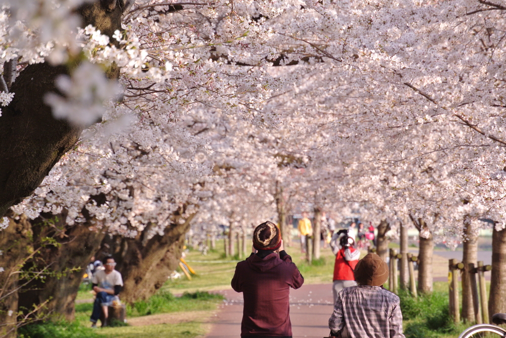 桜のアーチ