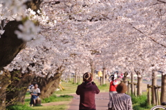 桜のアーチ
