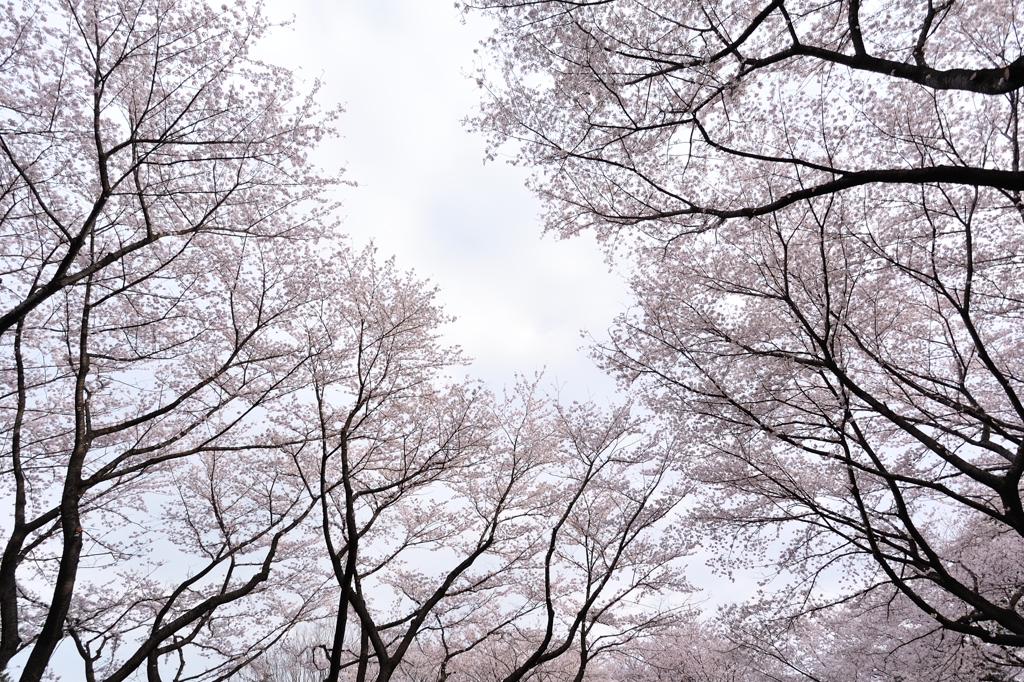 桜天井見上げて