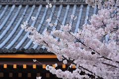 池上本門寺ノ桜　満開