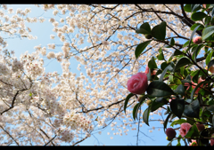 Tokyo桜便り　２