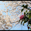 Tokyo桜便り　２