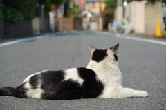 車道でゴロン