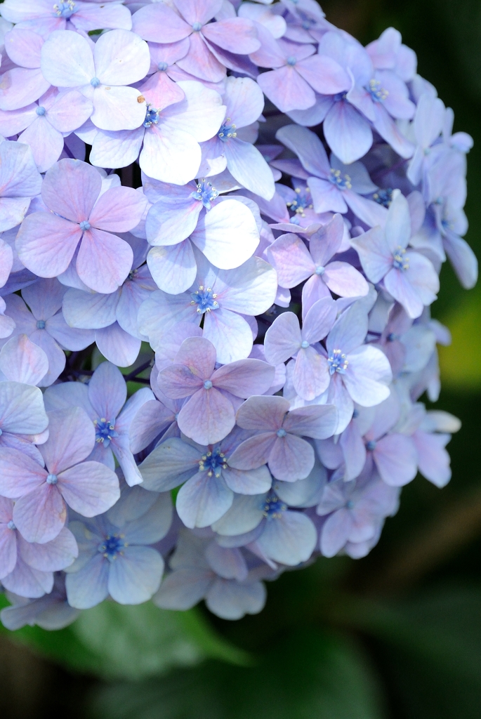 Light blue