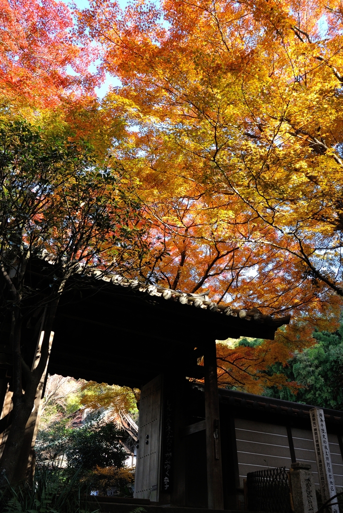 晩秋の色彩　＜瑞泉寺３＞