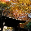 晩秋の色彩　＜瑞泉寺３＞