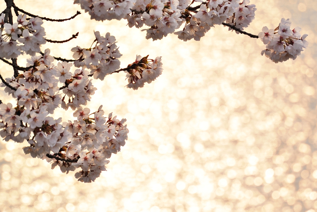 白石川に照らされて