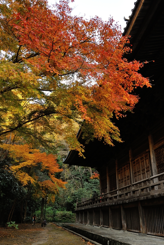 晩秋の色彩　＜妙本寺２＞