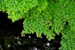水上の緑