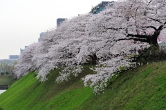 千鳥ヶ淵の桜2013　（１１）