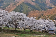 里山の春２