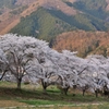 里山の春２