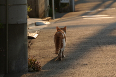 あさのおさんぽ