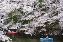 千鳥ヶ淵の桜2013　（８）　Foreigner