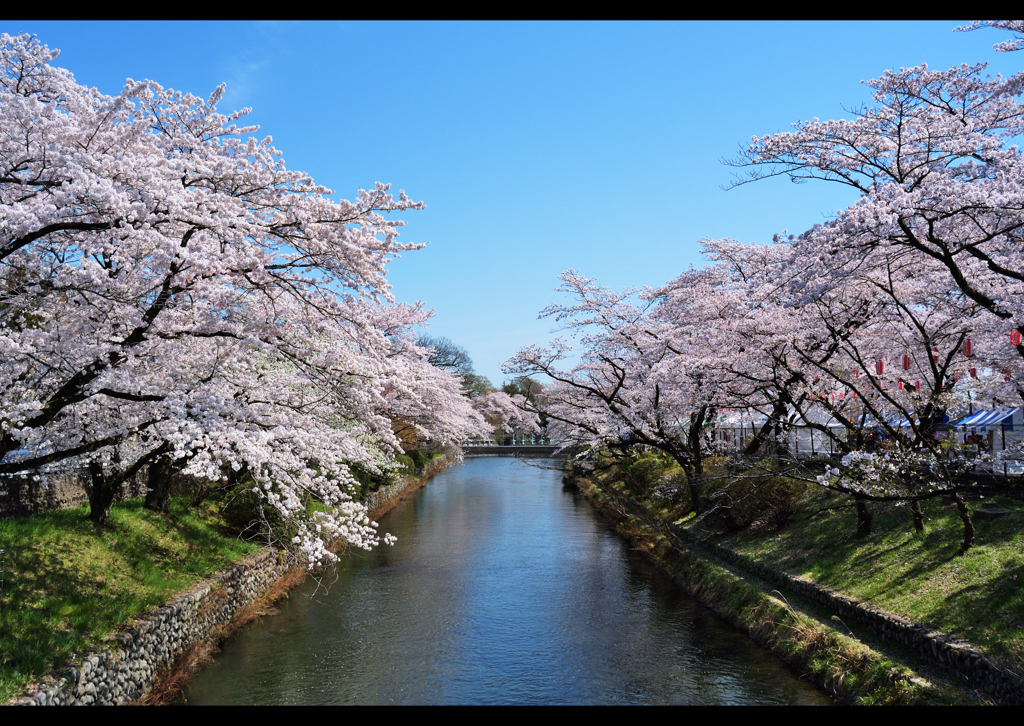 羽村堰ノ桜 １ By T Suwari 仮 Id 写真共有サイト Photohito