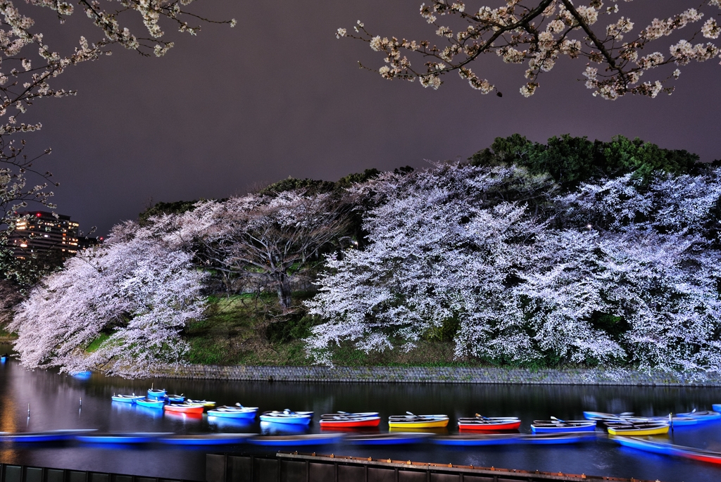 千鳥ヶ淵の夜桜　４