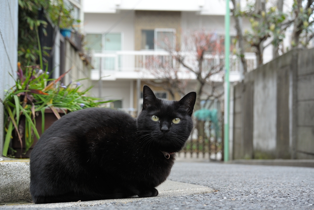 まだかニャー・・・