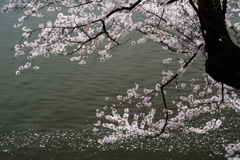 千鳥ヶ淵の桜2013　（１０）　桜流し