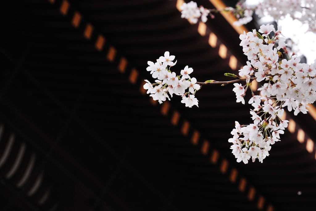 池上本門寺ノ桜　光