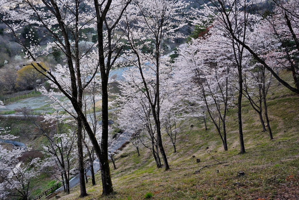 里山の春３