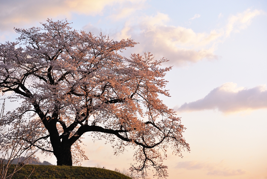 一本の桜