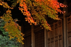 晩秋の色彩　＜妙本寺４＞