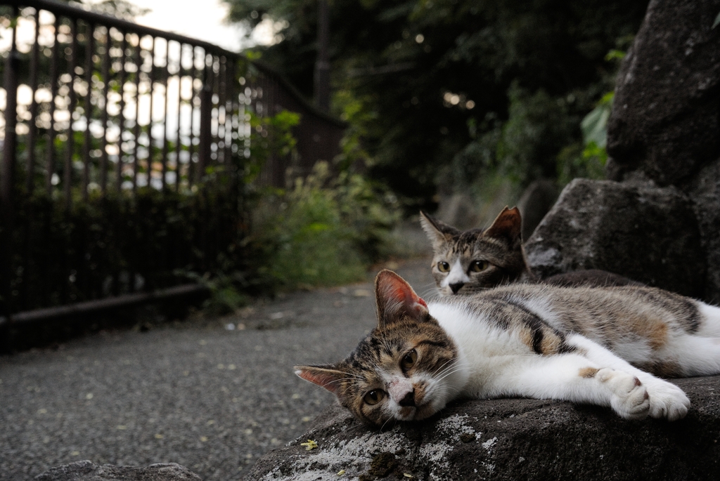 今日も暑かったにゃ