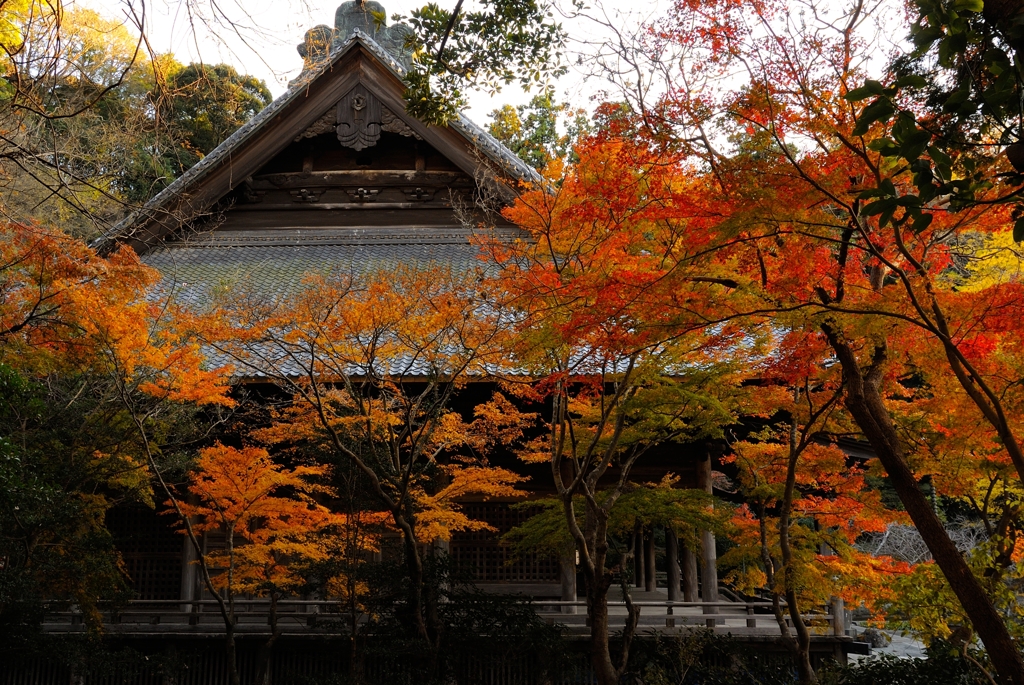 晩秋の色彩　＜妙本寺３＞