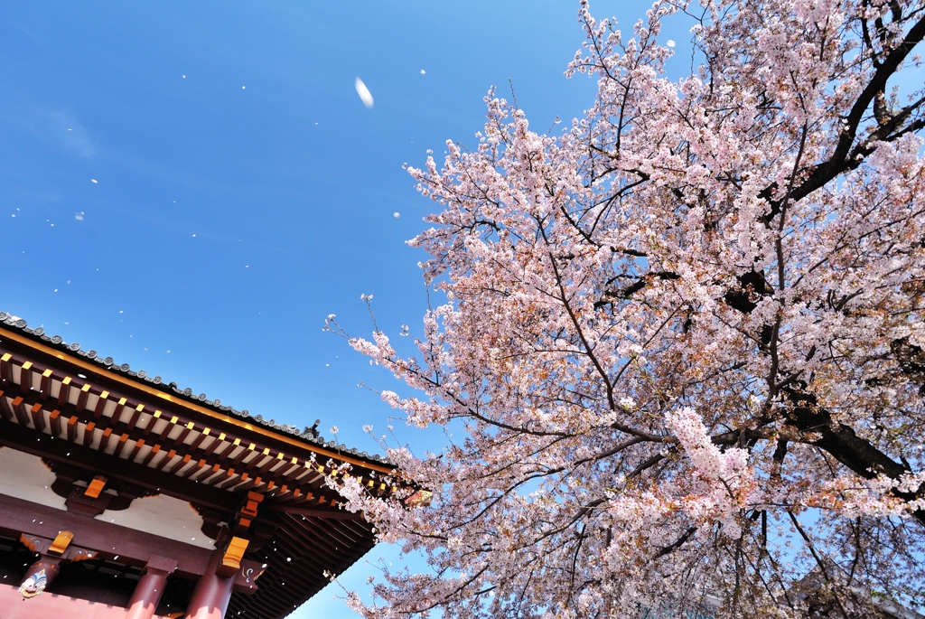 池上本門寺ノ桜　散花