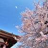 池上本門寺ノ桜　散花