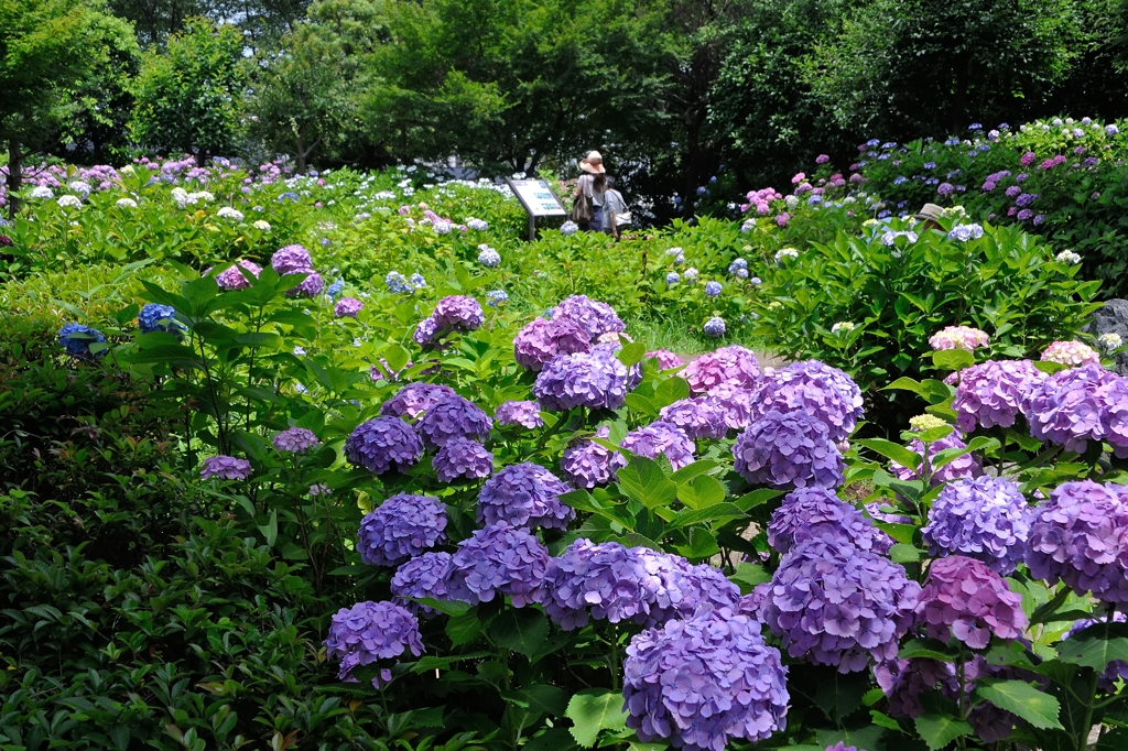 Ajisai Garden