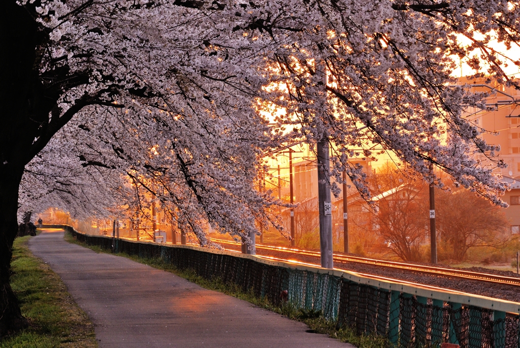 輝く桜トンネル