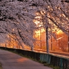 輝く桜トンネル