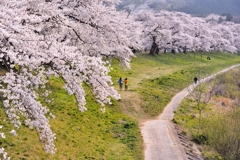 いざ！千本桜