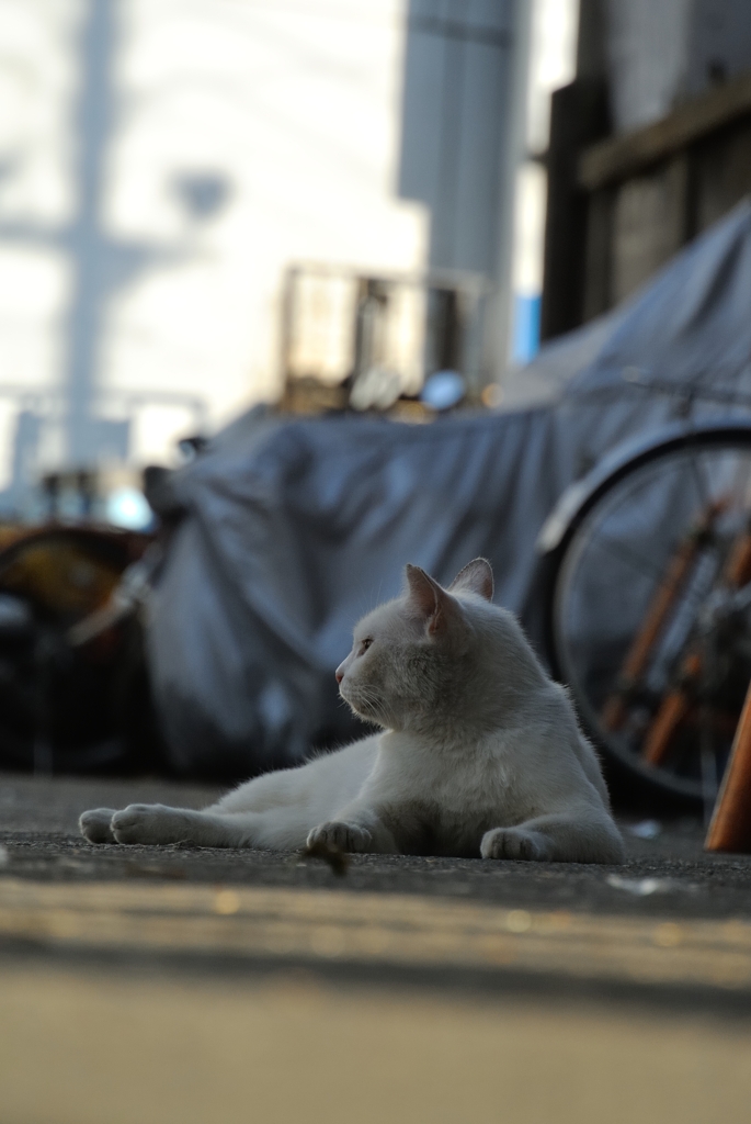 築地猫