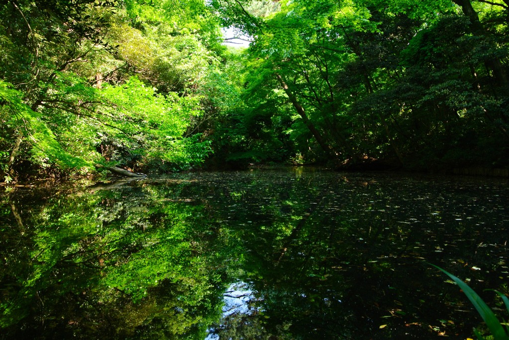 新緑の水辺