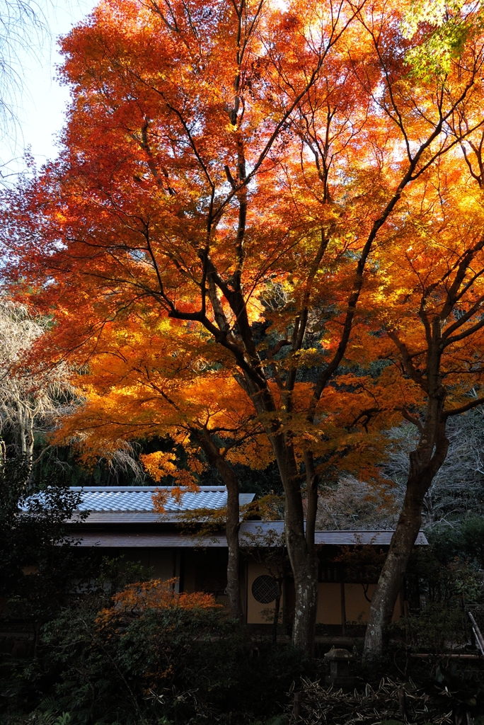 晩秋の色彩　＜瑞泉寺５＞