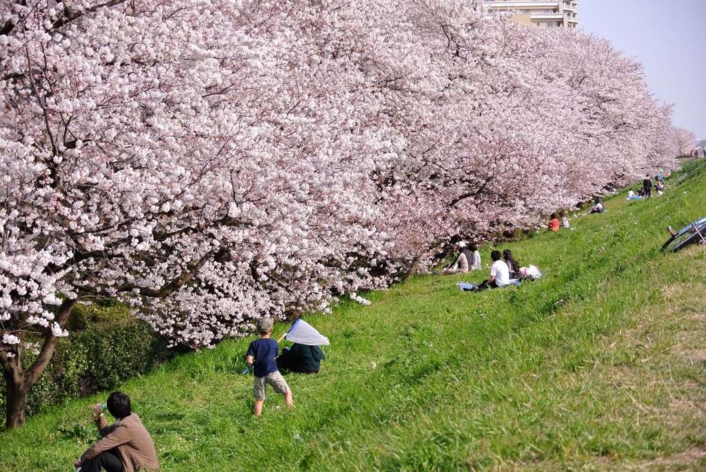 花見日和