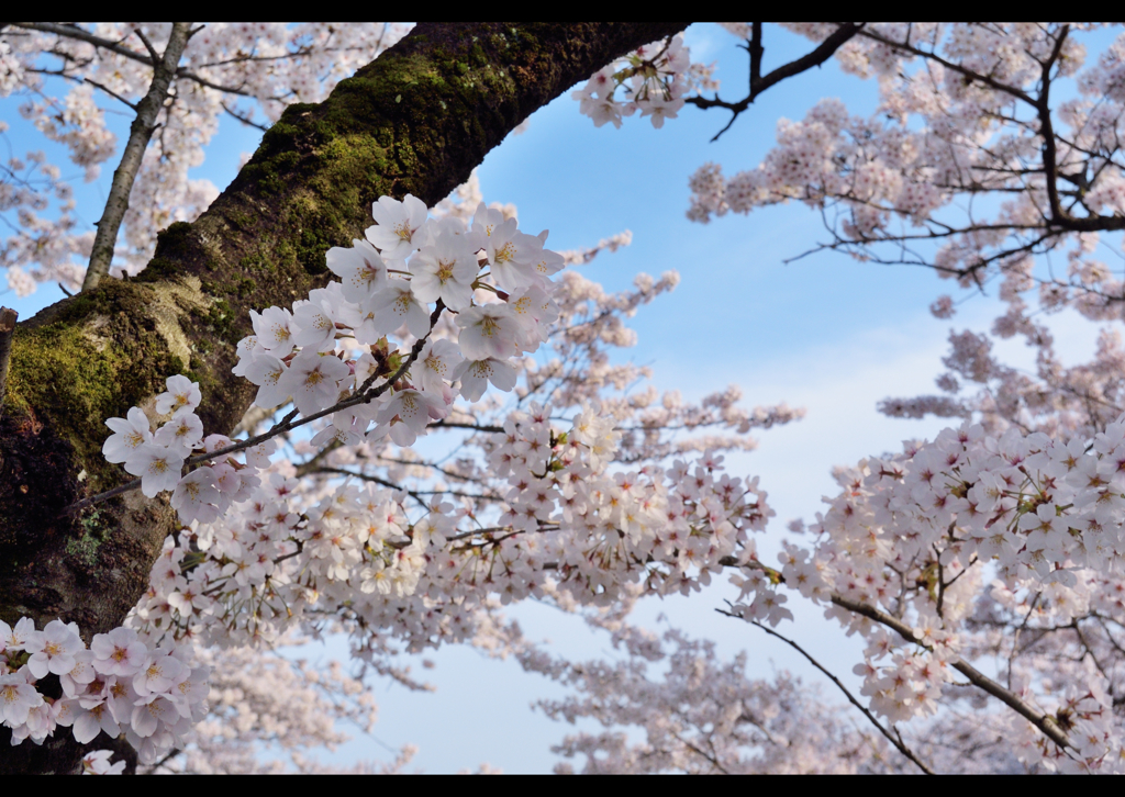 羽村堰ノ桜　５